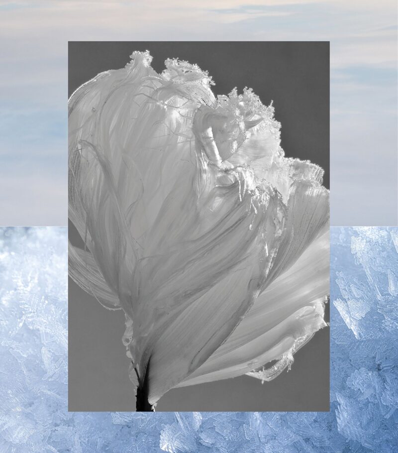 Aqualis Perfume